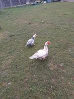 Koppel  barberie eend, Dieren en Toebehoren, Eend