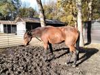 Prachtige draver merrie, Animaux & Accessoires, Chevaux, Jument, Ne s'applique pas, 165 à 170 cm, Vermifugé