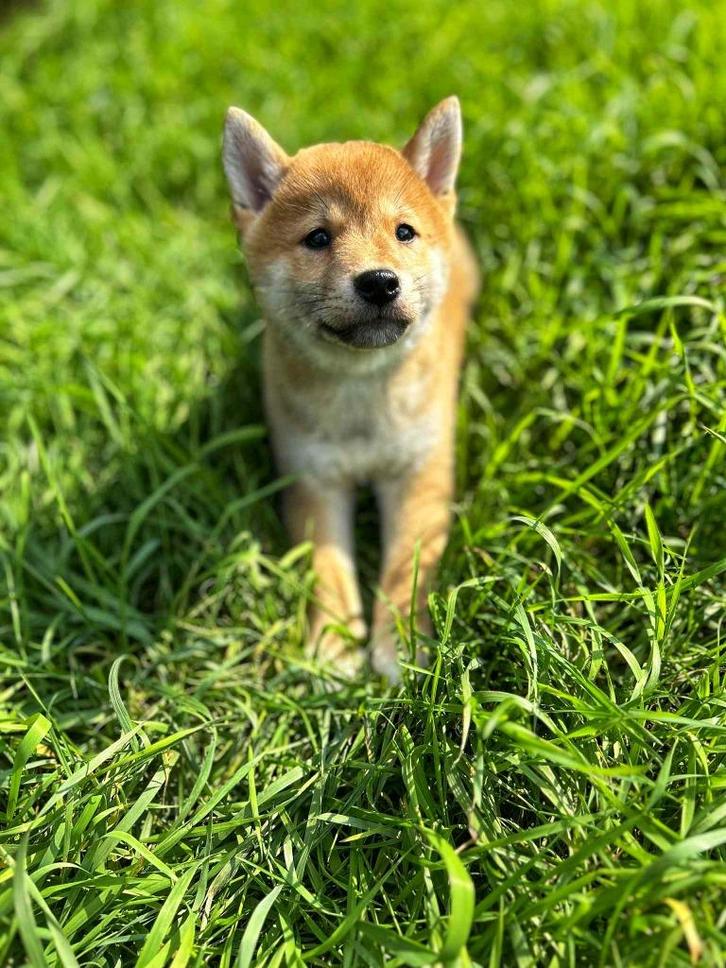 De magnifiques chiots Shiba Inu sont nés ici !, Animaux & Accessoires, Chiens | Huskys, Loulous & Types primitifs, Plusieurs animaux