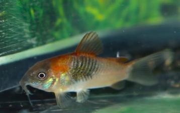 Hobbyaquarium Corydoras Aeneus Orange Venezuela AANBIEDING beschikbaar voor biedingen