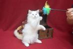 Ragdoll kitten  kater onmiddellijk beschikbaar, Dieren en Toebehoren, Katten en Kittens | Raskatten | Langhaar, Kater, Gechipt
