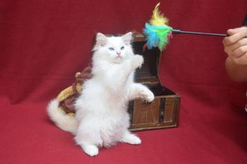 Ragdoll Kitten Hangover est disponible immédiatement, Chat, Vermifugé, 0 à 2 ans