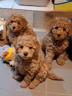 Poedels puppy's, Chien (mâle), Caniche, Belgique, 8 à 15 semaines