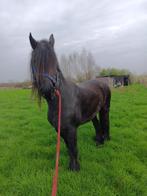 Friese merrie, Merrie, Zadelmak