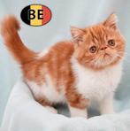 Exotic Shorthair kittens - te koop, Dieren en Toebehoren, Katten en Kittens | Raskatten | Korthaar, Meerdere dieren, Gechipt, 0 tot 2 jaar