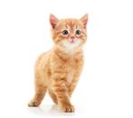 Wij zoeken een kitten!, Dieren en Toebehoren, Katten en Kittens | Overige Katten