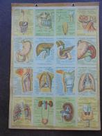 Anatomische platen, Antiek en Kunst, Ophalen of Verzenden, Natuur en Biologie