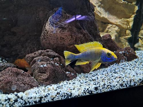 Aulonocara Sunset (zéér mooie  malawi zoetwatervis!!), Dieren en Toebehoren, Vissen | Aquariumvissen, Zoetwatervis, Vis