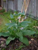 Russische smeerwortel (Symphytum Uplandicum 'Bocking 14'), Ophalen