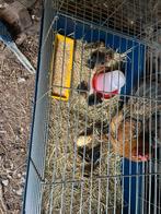 Kloek met 11 kuikens, Dieren en Toebehoren, Meerdere dieren, Kip