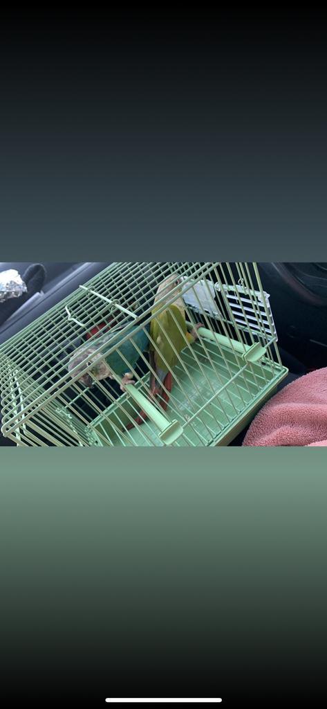 Koppel purruras, Dieren en Toebehoren, Vogels | Parkieten en Papegaaien, Meerdere dieren, Geringd