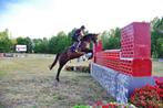 Top fokmerrie of rijpaard met top pidegree, Dieren en Toebehoren, Paarden, Merrie
