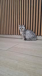 Britse korthaar kittens, Poes, Gechipt, 0 tot 2 jaar