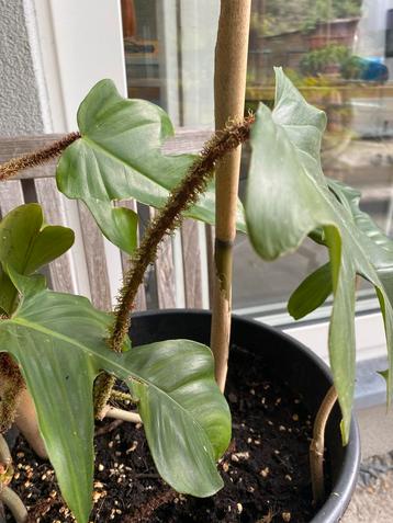 Philodendron squamiferum geen KOERRIERDIENST  beschikbaar voor biedingen