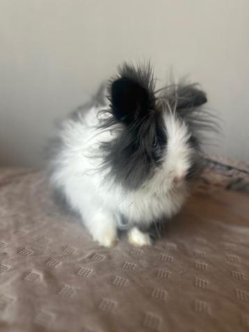 Teddy Konijntje (raszuivere), Dieren en Toebehoren, Dierenvoeding, Ophalen, Knaagdier of Konijn