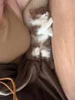 Brits langhaar poesje, Dieren en Toebehoren, Poes, Gechipt, 0 tot 2 jaar