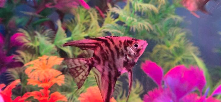 Maanvissen, Tuin en Terras, Bloembollen en Zaden, Ophalen of Verzenden