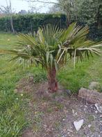 2 palmbomen te koop, Tuin en Terras, Planten | Tuinplanten, Ophalen of Verzenden