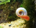 Escargot d'aquarium en nacre Planorbella duryi * Rose, Animaux & Accessoires, Poissons | Poissons d'aquarium
