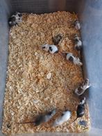 Muizen, Dieren en Toebehoren, September