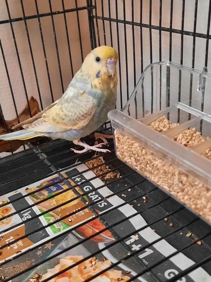 Perruches ondulées eam, Animaux & Accessoires, Oiseaux | Oiseaux Autre, Femelle