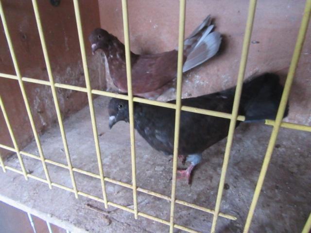 Sierduiven, Dieren en Toebehoren, Vogels | Duiven