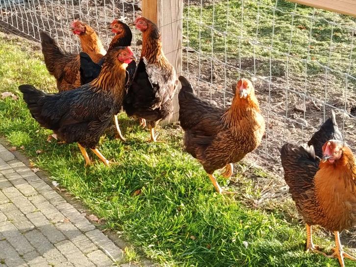 jonge legkippen, Dieren en Toebehoren, Pluimvee