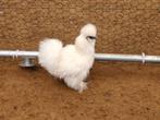 3 stuks zijdehoen 15 euro per stuk 100% hen, Dieren en Toebehoren