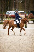 Superknappe eerlijke D-pony, Dieren en Toebehoren, Merrie, Gechipt, Dressuurpony, L