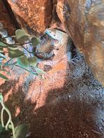 Timon lepidus wildkleur, Dieren en Toebehoren