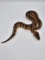 Python regius Pastel red stripe 66% het clown, Animaux & Accessoires, Reptiles & Amphibiens, Serpent, Domestique, 0 à 2 ans
