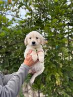 Prachtige golden retriever pups, Dieren en Toebehoren, Honden | Retrievers, Spaniëls en Waterhonden, Golden retriever, België