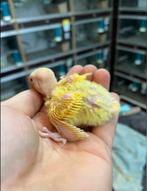 Baby dwergpapegaaien, Dieren en Toebehoren, Geslacht onbekend, Dwergpapegaai of Agapornis, Geringd