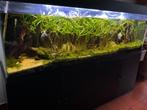 Aquarium a donner, Dieren en Toebehoren, Ophalen, Gebruikt, Gevuld zoetwateraquarium