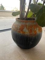 Mooie bloempot met Ficus Lyrata, Huis en Inrichting, Kamerplanten, Ophalen, Ficus, Halfschaduw, In pot