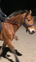Touwhalster met teugels, Dieren en Toebehoren, Paarden en Pony's | Hoofdstellen en Tuigage, Ophalen, Zo goed als nieuw, Recreatie