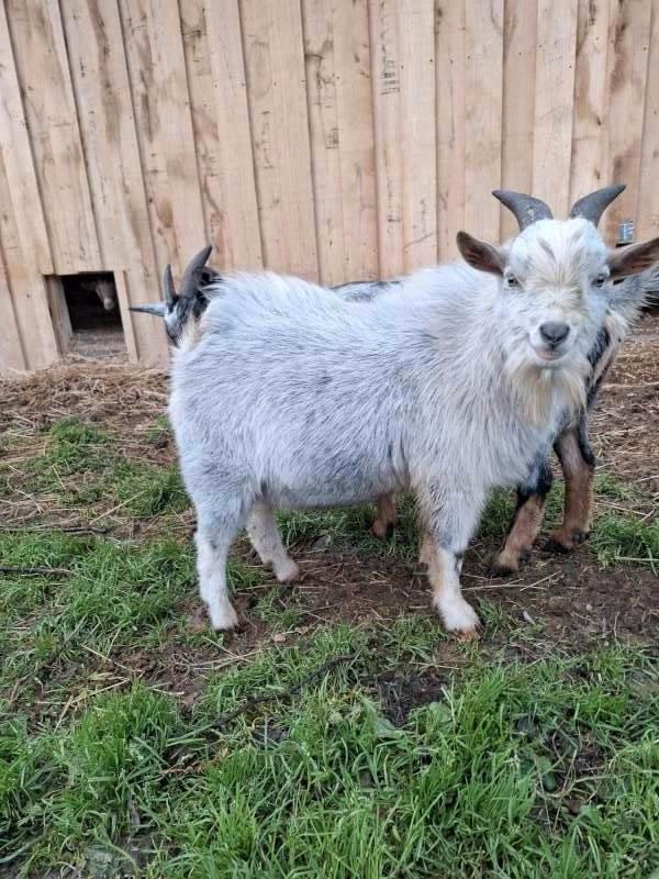 Dwerggeit bokje, Dieren en Toebehoren, Schapen, Geiten en Varkens, Geit, Mannelijk, 0 tot 2 jaar