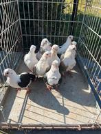 8 duiven misiri 200 euro, Dieren en Toebehoren, Meerdere dieren, Overige soorten