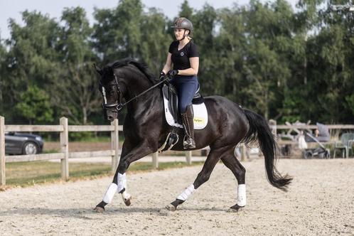 Mooie zwarte merrie met goede afstamming, Dieren en Toebehoren, Paarden, Merrie, Zadelmak