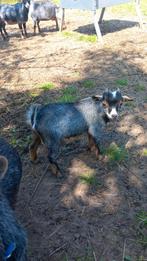 Blauwschimmel bokjes zoeken nieuwe weide, Dieren en Toebehoren, Schapen, Geiten en Varkens, Mannelijk, Geit, 0 tot 2 jaar