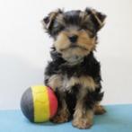 Adorables chiots Yorkshire Terrier à vendre (Belge), Animaux & Accessoires, Chiens | Jack Russell & Terriers, Commerçant, Yorkshire Terrier