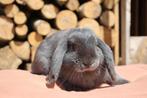 Blauwe nhd rammelaar, Dieren en Toebehoren, Konijnen, Mannelijk, Klein, Hangoor, 0 tot 2 jaar