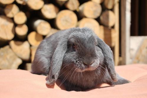 Blauwe nhd rammelaar, Dieren en Toebehoren, Konijnen, Klein, Mannelijk, 0 tot 2 jaar, Hangoor