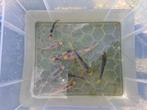 KOI VISJES, Dieren en Toebehoren, Vissen | Vijvervissen, Karper of Koi