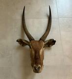 Afrikaanse gazelle - met grote hoorns - half-taxidermie, Verzamelen, Ophalen of Verzenden, Gebruikt, Wild dier, Gewei of Kop