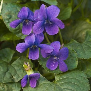 Viola odorata 'Königin Charlotte' beschikbaar voor biedingen