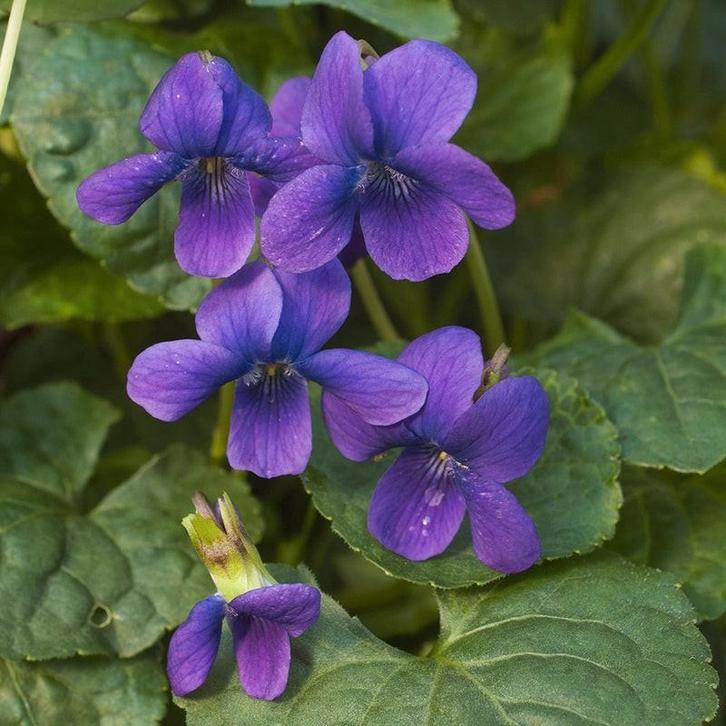 Viola odorata 'Königin Charlotte', Tuin en Terras, Planten | Tuinplanten, Halfschaduw, Ophalen