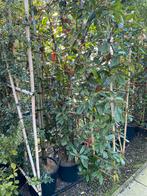 Photinia fraseri 'Red Robin'. Leiscreens met bamboescherm