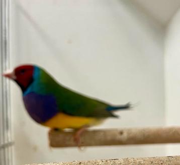 Split Lutino  €45 beschikbaar voor biedingen