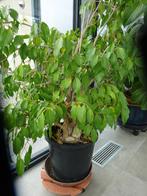 ficus kamerplant, Huis en Inrichting, Ophalen, Ficus, 100 tot 150 cm, Halfschaduw